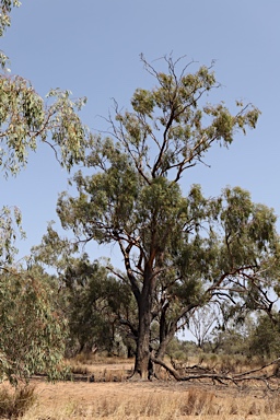 APII jpeg image of Eucalyptus ochrophloia  © contact APII