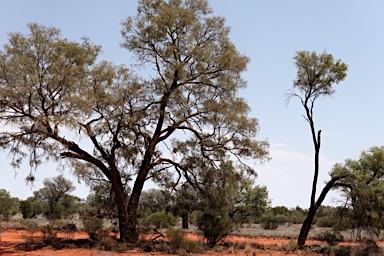 APII jpeg image of Acacia excelsa  © contact APII