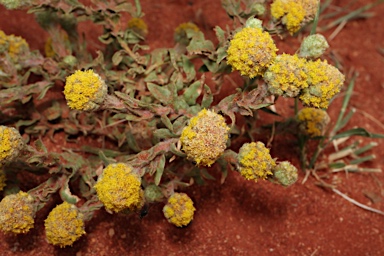 APII jpeg image of Calocephalus  © contact APII