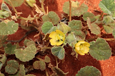 APII jpeg image of Abutilon otocarpum  © contact APII