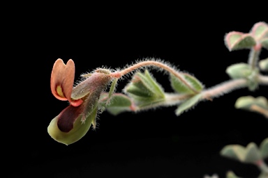 APII jpeg image of Muelleranthus stipularis  © contact APII