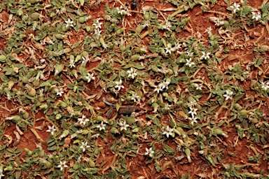 APII jpeg image of Lobelia darlingensis  © contact APII