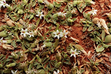 APII jpeg image of Lobelia darlingensis  © contact APII
