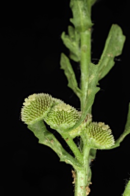 APII jpeg image of Centipeda pleiocephala  © contact APII