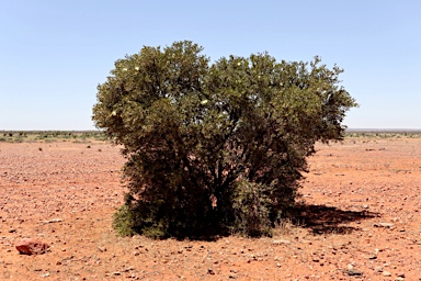 APII jpeg image of Capparis mitchellii  © contact APII