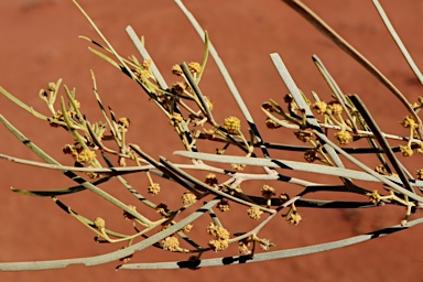 APII jpeg image of Acacia calcicola  © contact APII