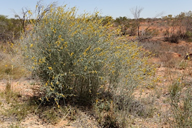 APII jpeg image of Crotalaria eremaea  © contact APII