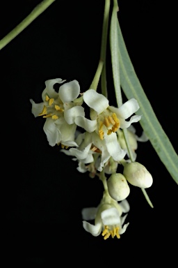 APII jpeg image of Atalaya hemiglauca  © contact APII