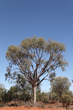 APII jpeg image of Flindersia maculosa  © contact APII