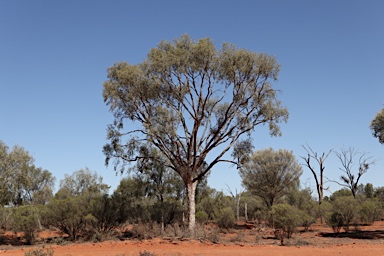 APII jpeg image of Flindersia maculosa  © contact APII
