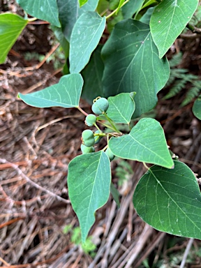 APII jpeg image of Homalanthus populifolius  © contact APII