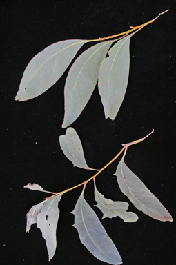 APII jpeg image of Acacia bancroftiorum  © contact APII