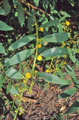 APII jpeg image of Acacia complanata  © contact APII