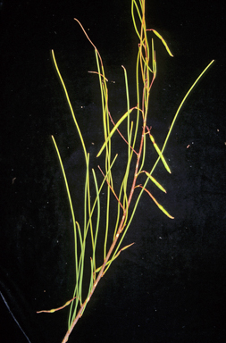 APII jpeg image of Acacia juncifolia  © contact APII