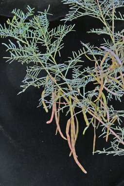 APII jpeg image of Acacia muelleriana  © contact APII