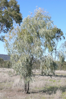 APII jpeg image of Acacia pendula  © contact APII