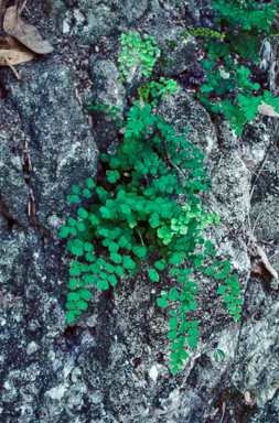 APII jpeg image of Adiantum aethiopicum  © contact APII