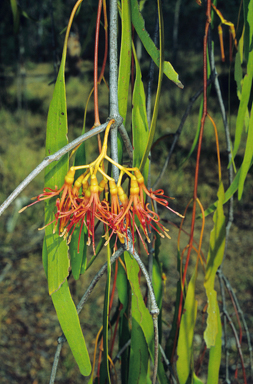 APII jpeg image of Amyema miquelii  © contact APII