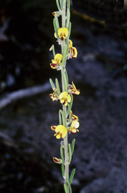 APII jpeg image of Aotus mollis  © contact APII