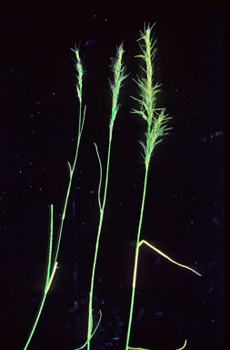 APII jpeg image of Aristida echinata  © contact APII