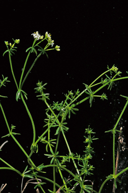APII jpeg image of Asperula conferta  © contact APII