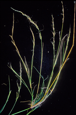 APII jpeg image of Austrostipa verticillata  © contact APII