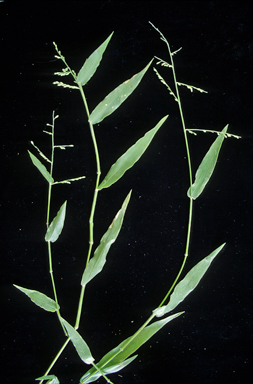 APII jpeg image of Urochloa foliosa  © contact APII