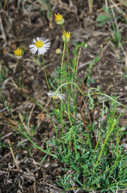 APII jpeg image of Brachyscome multifida  © contact APII