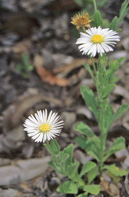 APII jpeg image of Calotis dentex  © contact APII