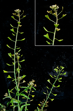 APII jpeg image of Capsella bursa-pastoris  © contact APII