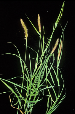 APII jpeg image of Cenchrus ciliaris  © contact APII