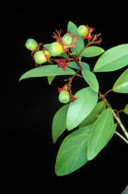 APII jpeg image of Clerodendrum floribundum  © contact APII