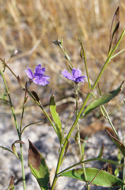 APII jpeg image of Dampiera adpressa  © contact APII