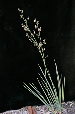 APII jpeg image of Dianella longifolia  © contact APII