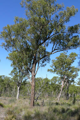 APII jpeg image of Eucalyptus apothalassica  © contact APII