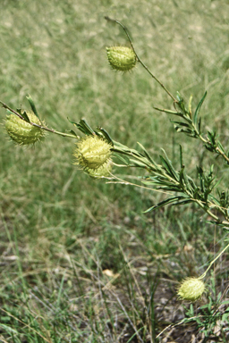 APII jpeg image of Gomphocarpus physocarpus  © contact APII