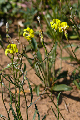 APII jpeg image of Goodenia lunata  © contact APII
