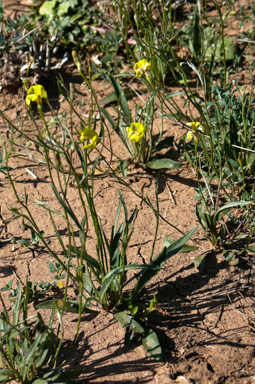 APII jpeg image of Goodenia lunata  © contact APII