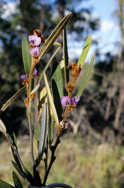 APII jpeg image of Hovea planifolia  © contact APII