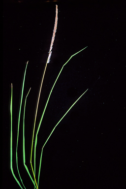 APII jpeg image of Imperata cylindrica  © contact APII