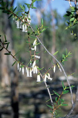 APII jpeg image of Styphelia setigera  © contact APII