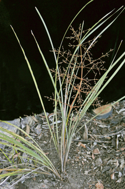 APII jpeg image of Lomandra patens  © contact APII