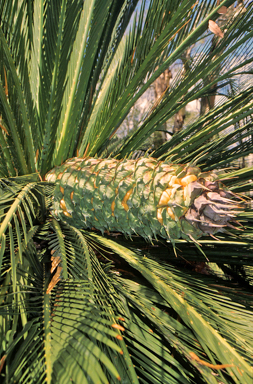 APII jpeg image of Macrozamia moorei  © contact APII