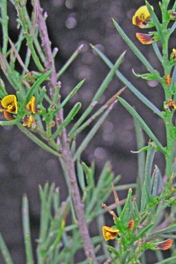 APII jpeg image of Mirbelia pungens  © contact APII