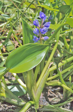 APII jpeg image of Pontederia cyanea  © contact APII
