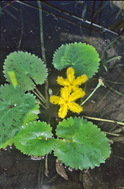 APII jpeg image of Nymphoides crenata  © contact APII