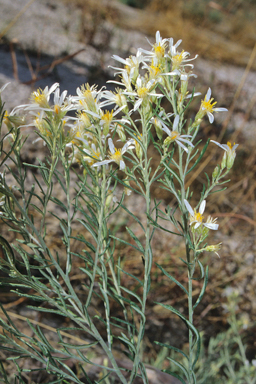 APII jpeg image of Olearia subspicata  © contact APII