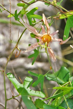 APII jpeg image of Passiflora aurantia var. aurantia  © contact APII