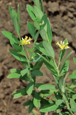 APII jpeg image of Pimelea strigosa  © contact APII
