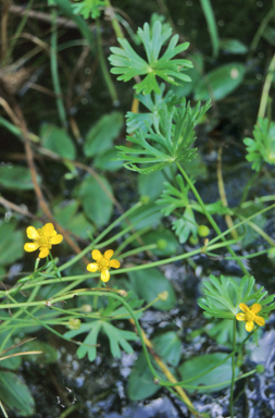 APII jpeg image of Ranunculus meristus  © contact APII
